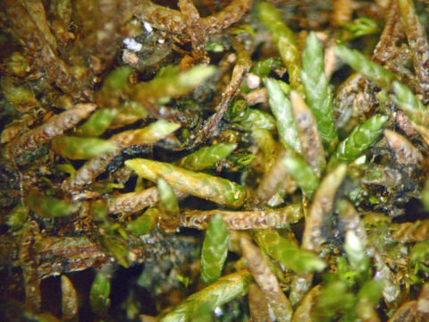 Image of myurella moss