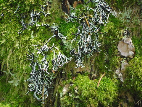 7.calphotos 0000 0000 0313 0155.580x360
