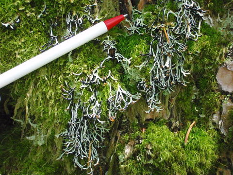 Image of duplicate tube lichen