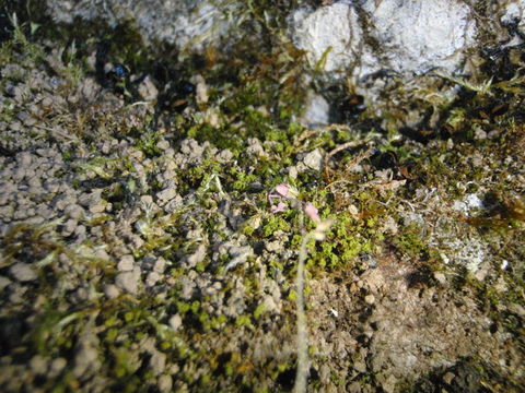 Image of tortured tortella moss