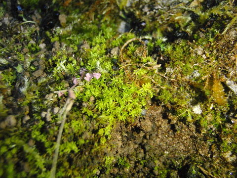 Image of tortured tortella moss