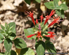 صورة Monardella macrantha subsp. hallii (Abrams) Abrams