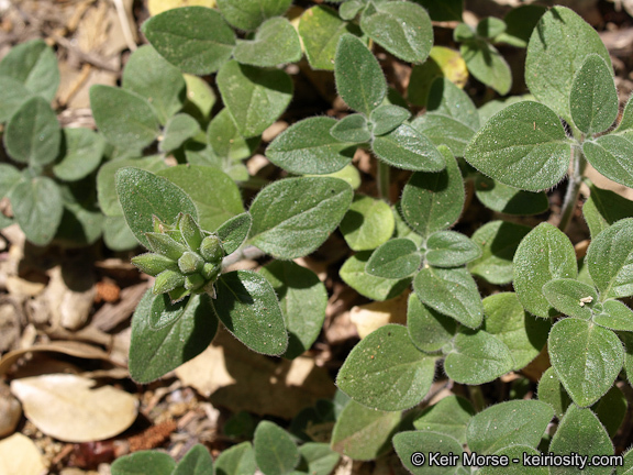 صورة Monardella macrantha subsp. hallii (Abrams) Abrams