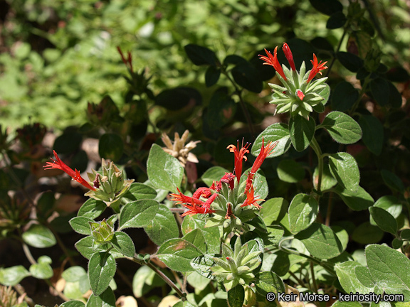 صورة Monardella macrantha subsp. hallii (Abrams) Abrams