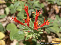 صورة Monardella macrantha subsp. hallii (Abrams) Abrams