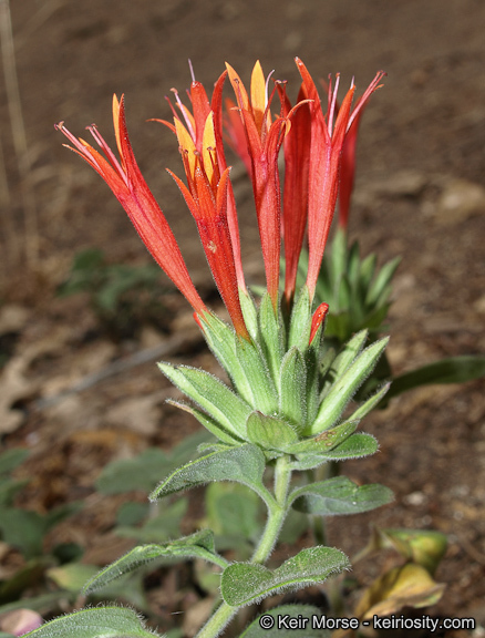 صورة Monardella macrantha subsp. hallii (Abrams) Abrams