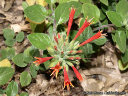 صورة Monardella macrantha subsp. hallii (Abrams) Abrams