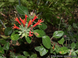 صورة Monardella macrantha subsp. hallii (Abrams) Abrams