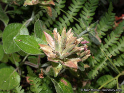 صورة Monardella macrantha subsp. hallii (Abrams) Abrams