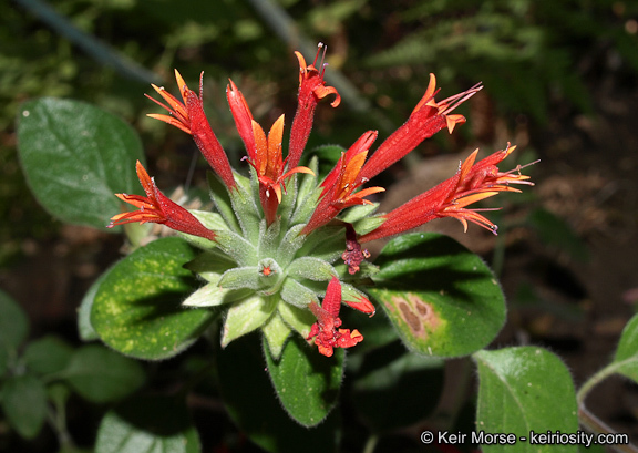 صورة Monardella macrantha subsp. hallii (Abrams) Abrams