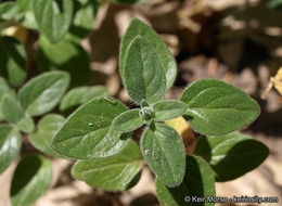 صورة Monardella macrantha subsp. hallii (Abrams) Abrams