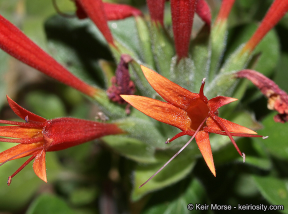 صورة Monardella macrantha subsp. hallii (Abrams) Abrams