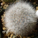 Image of Mammillaria guelzowiana Werderm.