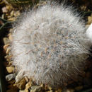 Image de Mammillaria guelzowiana Werderm.