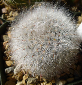 صورة Mammillaria guelzowiana Werderm.