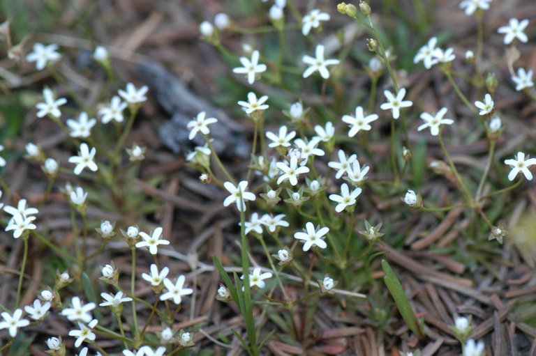 Image of pygmyflower rockjasmine