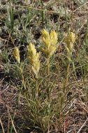 Image of yellow Indian paintbrush