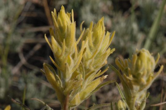 Image of yellow Indian paintbrush