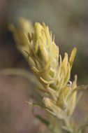 Image of yellow Indian paintbrush