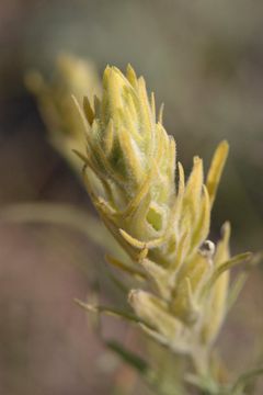 Image of yellow Indian paintbrush