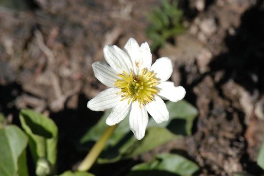 Imagem de Caltha leptosepala DC.