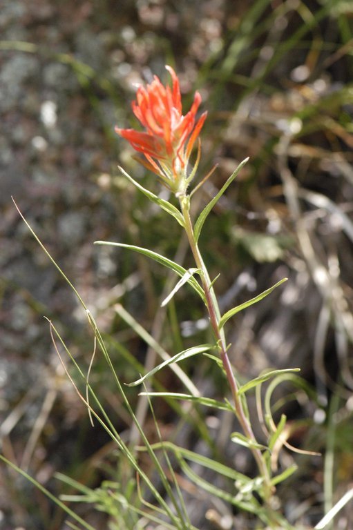 Image of Wyoming Indian paintbrush