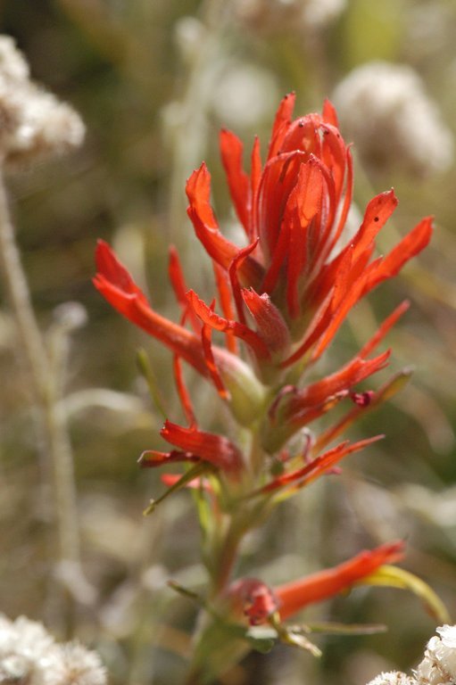 Image of Wyoming Indian paintbrush