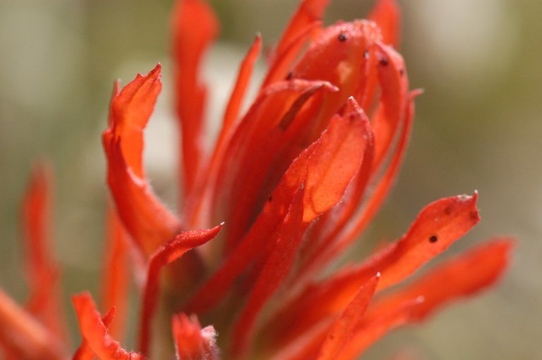 Image of Wyoming Indian paintbrush