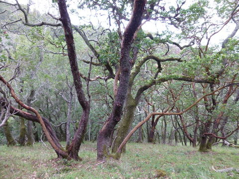 Image of Pacific madrone