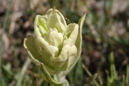 Image of Mogollon Indian-Paintbrush