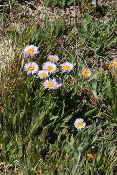 Image of Tall Fleabane