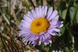 Image of Tall Fleabane