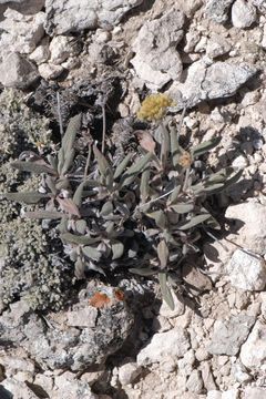 Image of alpine golden buckwheat