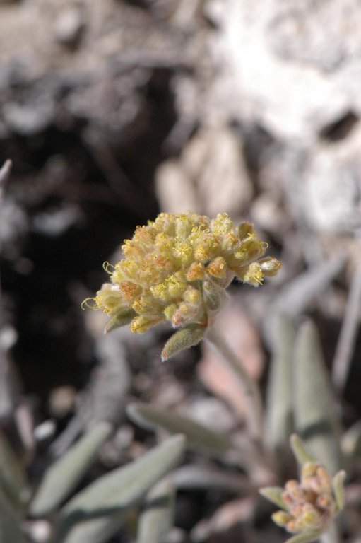 Imagem de Eriogonum flavum Nutt.