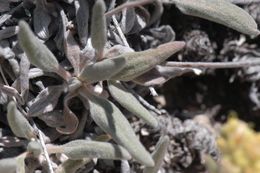 Imagem de Eriogonum flavum Nutt.