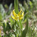 Imagem de Erythronium grandiflorum Pursh