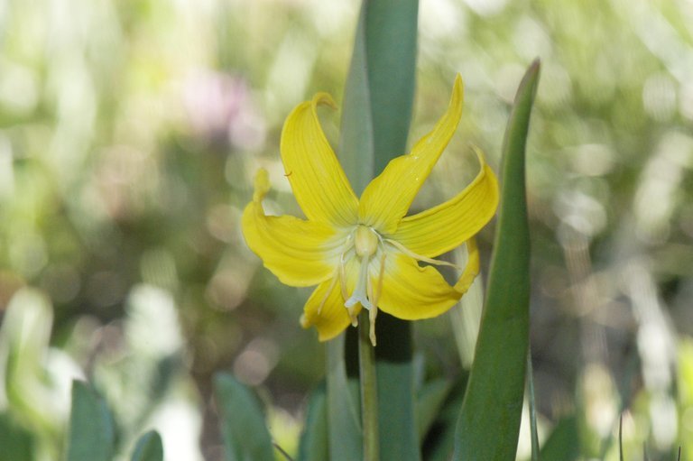 Image of Glacier Lily