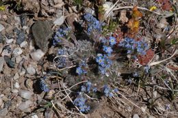 Image of arctic alpine forget-me-not