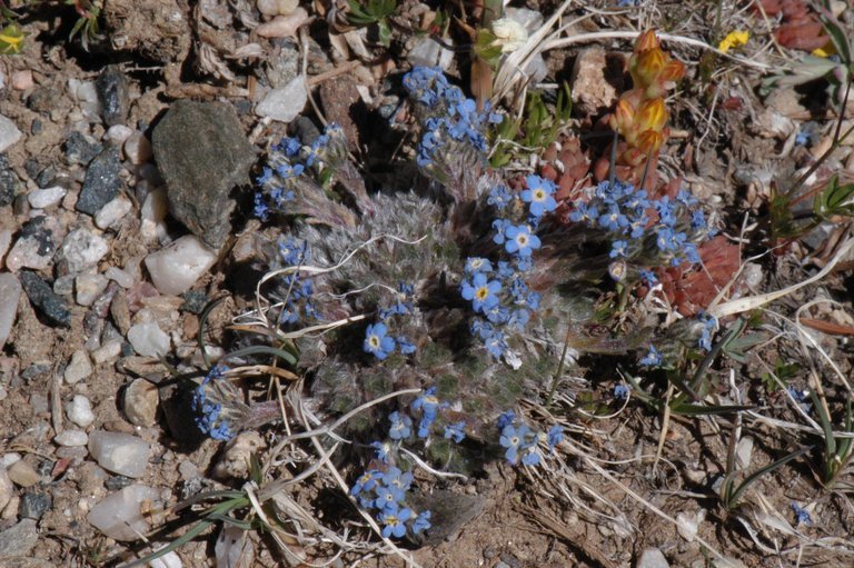 Imagem de Eritrichium nanum (L.) Gaudin