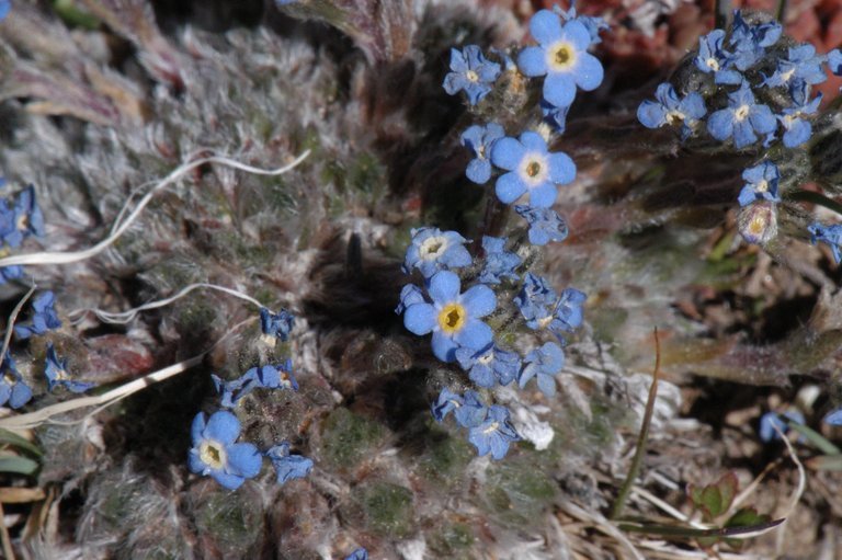 Image of arctic alpine forget-me-not