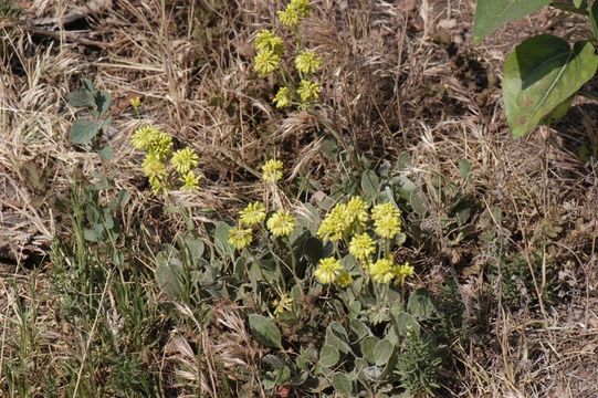 Image of sulphur-flower buckwheat