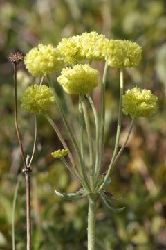 Image of sulphur-flower buckwheat