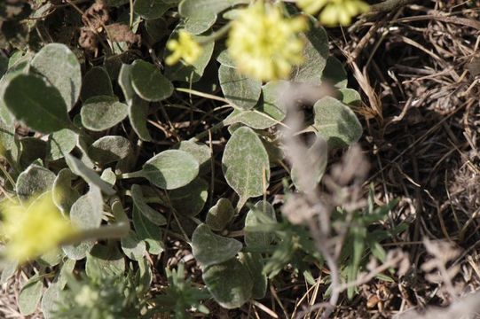 Image of sulphur-flower buckwheat