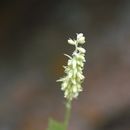 صورة Heuchera bracteata (Torr.) Ser.