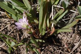 Image de Lewisia pygmaea (Gray) B. L. Rob.