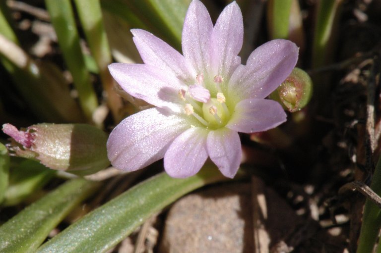 Image de Lewisia pygmaea (Gray) B. L. Rob.