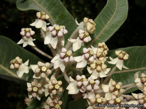 Image of woollypod milkweed