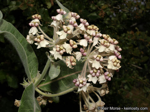 Image of woollypod milkweed