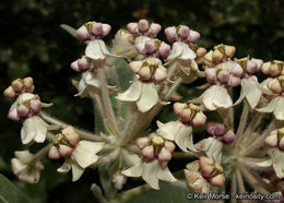 Image of woollypod milkweed