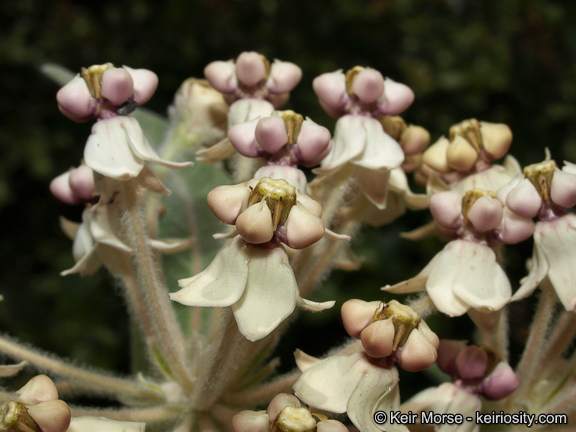 Image of woollypod milkweed